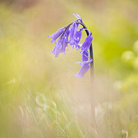 Buy canvas prints of Hilbre Bluebell by Liam Neon