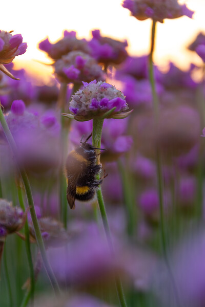 Bee Thrifty Picture Board by Liam Neon