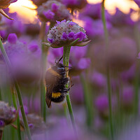 Buy canvas prints of Bee Thrifty by Liam Neon