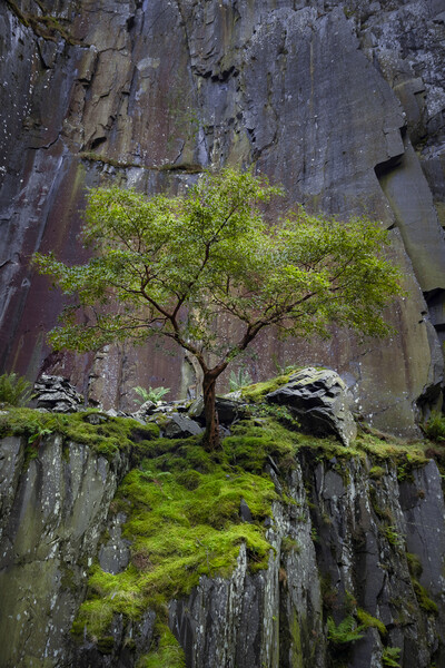 Dinorwig Lone Tree Picture Board by Liam Neon