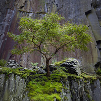 Buy canvas prints of Dinorwig Lone Tree by Liam Neon