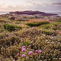 Buy canvas prints of Hilbre Thrift Fields by Liam Neon