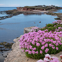 Buy canvas prints of Hilbre Thrift by Liam Neon