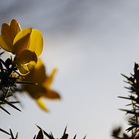 Buy canvas prints of Yellow Gorse Dragons by Liam Neon