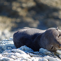 Buy canvas prints of Sleepy Seal on a Beach in Australia by Liam Neon