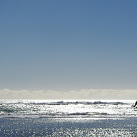 Buy canvas prints of Jump for Joy at Farewell Spit by Liam Neon