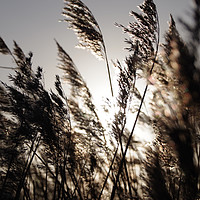 Buy canvas prints of Sunlight through the rushes at Parkgate, Wirral by Liam Neon