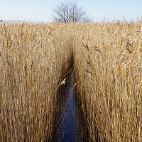 Buy canvas prints of Parting the reeds by Liam Neon