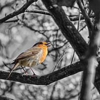 Buy canvas prints of Robin Redbreast by Liam Neon