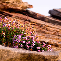 Buy canvas prints of Thrift on the Hilbre Rocks by Liam Neon