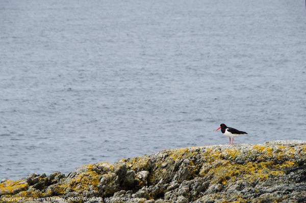Oyster Catcher on the Welsh Coast Picture Board by Liam Neon
