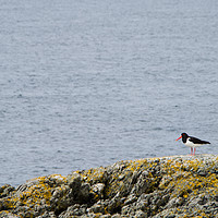 Buy canvas prints of Oyster Catcher on the Welsh Coast by Liam Neon