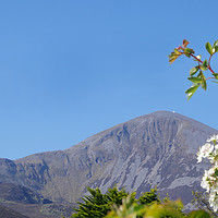Buy canvas prints of Croagh Patrick in the Summer Sun by Liam Neon