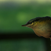 Buy canvas prints of Nuthatch on a Fir by Liam Neon