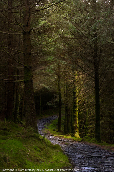 Beddgelert Forest Path Picture Board by Liam Neon