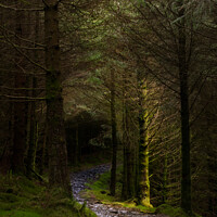 Buy canvas prints of Beddgelert Forest Path by Liam Neon