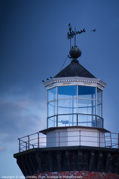 Perched on Hoylake Lighthouse Picture Board by Liam Neon