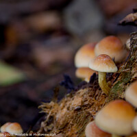 Buy canvas prints of Woodland Autumn Mushroom  by Liam Neon