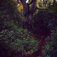 Buy canvas prints of Rhododendron Pathway by Liam Neon