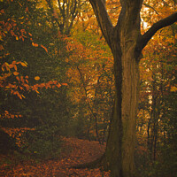 Buy canvas prints of Caldy Autumn Trail by Liam Neon