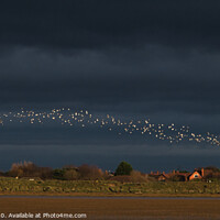 Buy canvas prints of Hoylake Knot Murmuration by Liam Neon