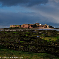 Buy canvas prints of A Winters Rest on Hilbre by Liam Neon