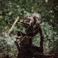 Buy canvas prints of Eastham Squirrel by Liam Neon