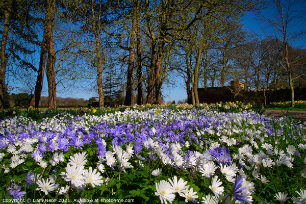 Thornton Manor Wild Flowers Fields Picture Board by Liam Neon