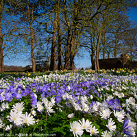 Buy canvas prints of Thornton Manor Wild Flowers Fields by Liam Neon