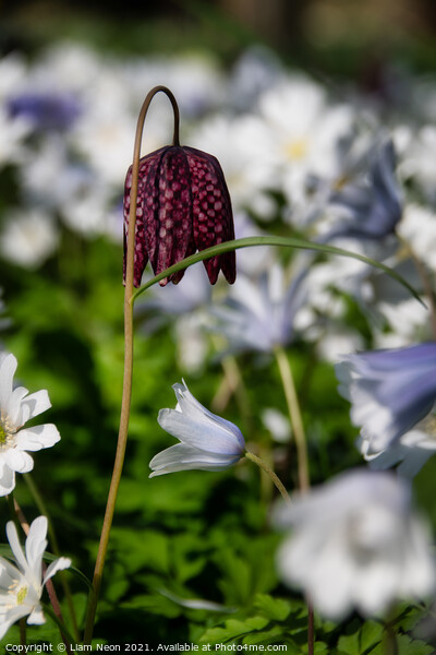 Snake’s head fritillary at Thornton Manor Picture Board by Liam Neon
