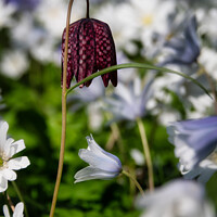 Buy canvas prints of Snake’s head fritillary at Thornton Manor by Liam Neon