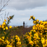 Buy canvas prints of Caldy Golden Gorse by Liam Neon