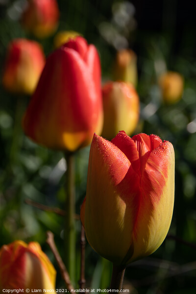 Tulip Dew Picture Board by Liam Neon