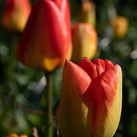 Buy canvas prints of Tulip Dew by Liam Neon
