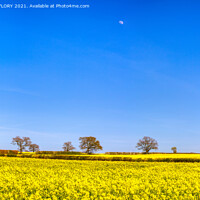 Buy canvas prints of Moon over rapeseed crop by DAVID FLORY