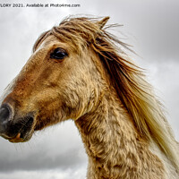 Buy canvas prints of This is my best side by DAVID FLORY