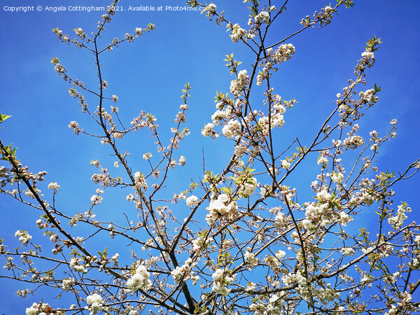 White cherry blossom against a blue sky Picture Board by Angela Cottingham