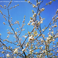 Buy canvas prints of White cherry blossom against a blue sky by Angela Cottingham