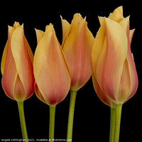 Buy canvas prints of Peach Tulips by Angela Cottingham