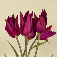 Buy canvas prints of Purple Tulips by Angela Cottingham