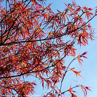 Buy canvas prints of Red Japanese Maple Leaves  by Angela Cottingham