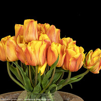Buy canvas prints of Tulip Arrangement by Angela Cottingham