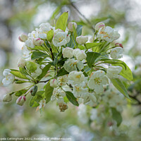 Buy canvas prints of White Crab Apple Blossom by Angela Cottingham