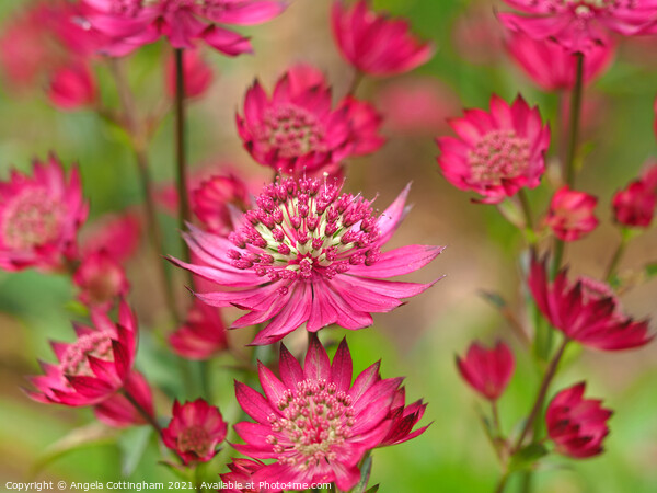Pink Astrantia Picture Board by Angela Cottingham