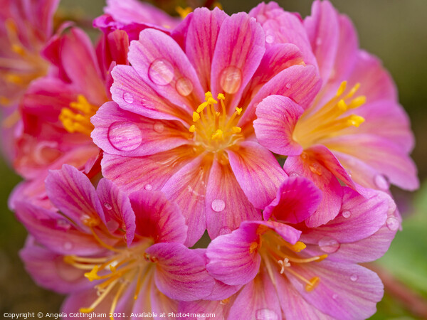 Lewisia Elise flowers with Water Droplets Picture Board by Angela Cottingham