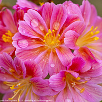 Buy canvas prints of Lewisia Elise flowers with Water Droplets by Angela Cottingham