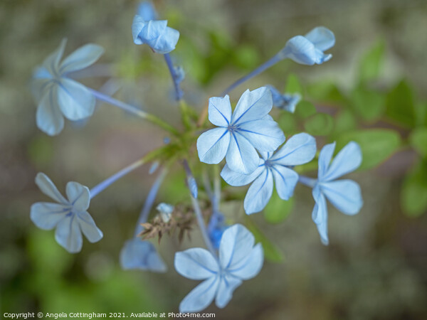 Blue Plumbago Flowers Picture Board by Angela Cottingham