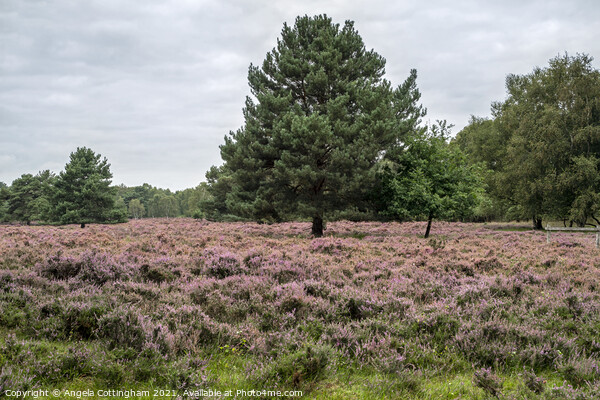 Heather and Pine Tree at Skipwith Common Picture Board by Angela Cottingham