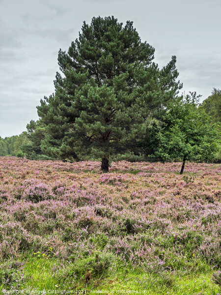 Heather and Pine Skipwith Common Picture Board by Angela Cottingham