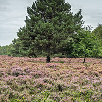 Buy canvas prints of Heather and Pine Skipwith Common by Angela Cottingham